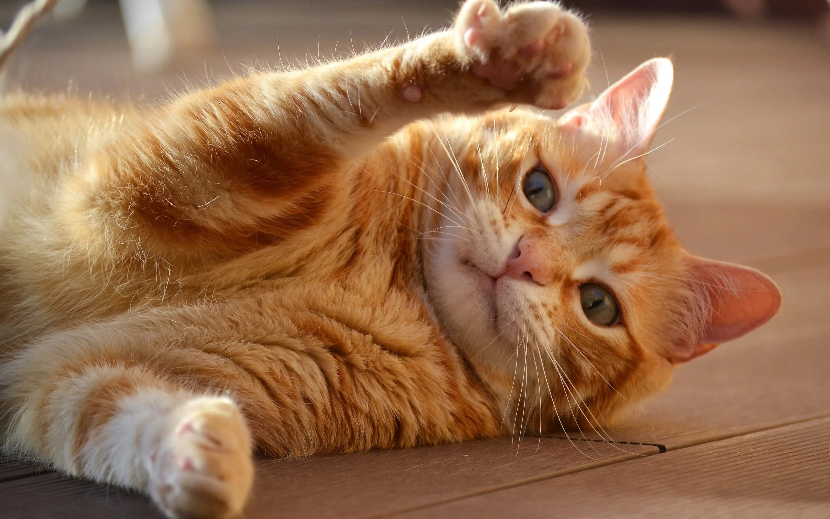 Рыжий кот. Рыжие котики игры. Рыжий котенок играет. Рыжие котики игры. Рыжий кот и мячик.