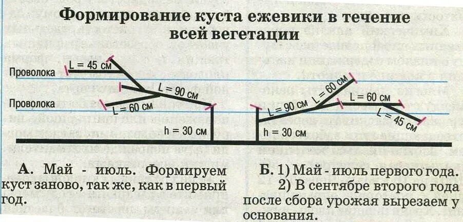 как правильно обрезать ежевику весной. как правильно обрезать ежевику весной. схема обрезания малины ремонтантной. формировка ежевики бесшипной. схема формирования куста ежевики.