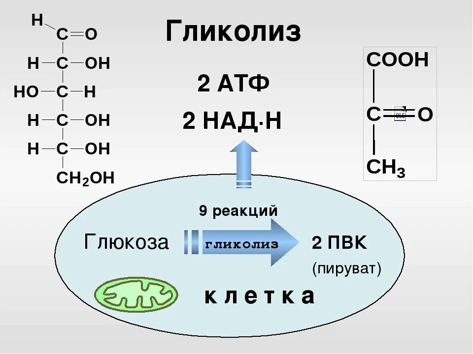 Последовательность этапов атф. Образование пирувата в гликолизе. Гликолиз ПВК. Гликолиз АТФ. Гликолиз это в биологии.