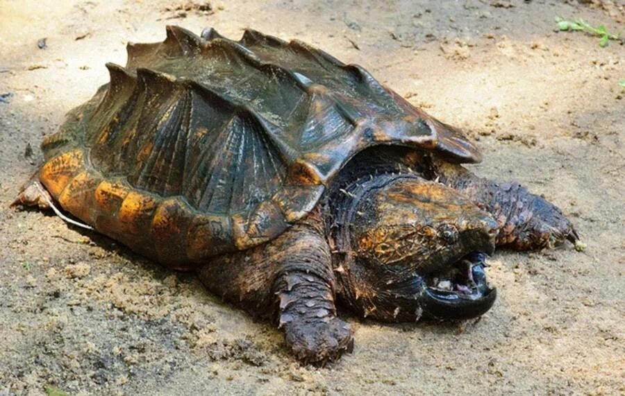 Хищная черепаха трионикс. Каймановские черепахи. Какуана черепаха. Грифовая черепаха детеныш. Грифовая черепаха.