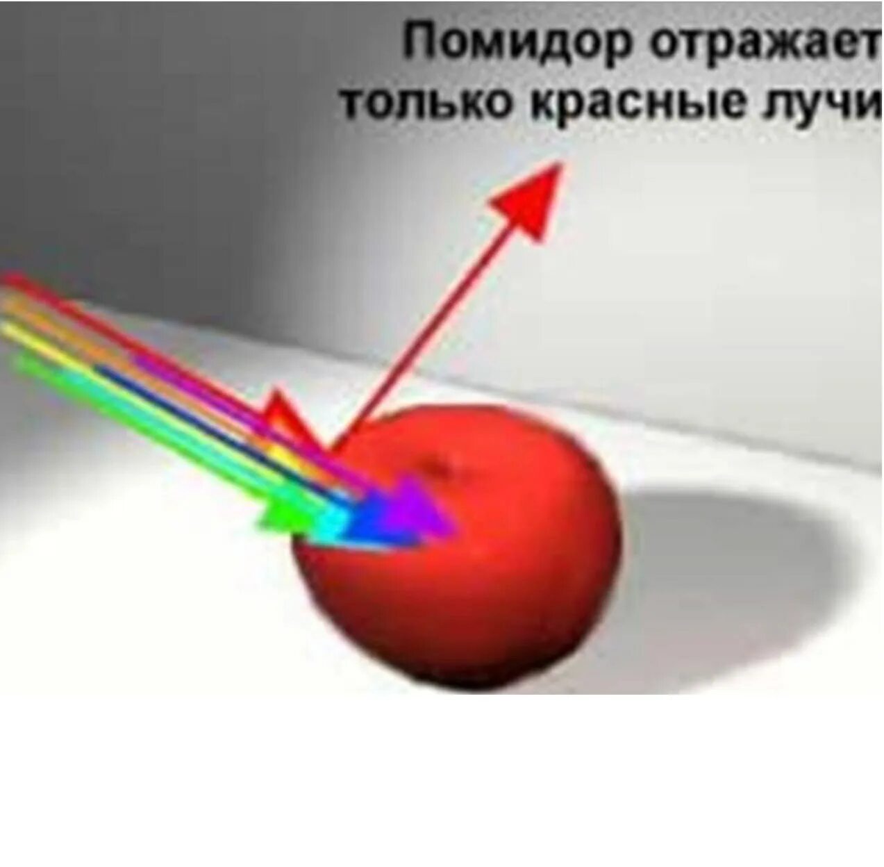 Поглощает лучи света. Отраженный свет от предмета. Световые лучи отражающиеся от предметов. Отражение света от предмета. Поглощение и отражение света.