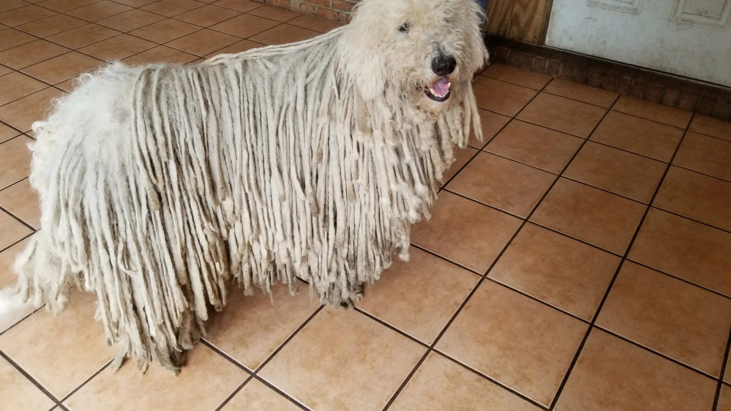 Собака похожая на швабру. Пули собака швабра. Собака швабра порода. Хелен томпсон собаки из тряпок. Скульптуры собак хелен томпсон.