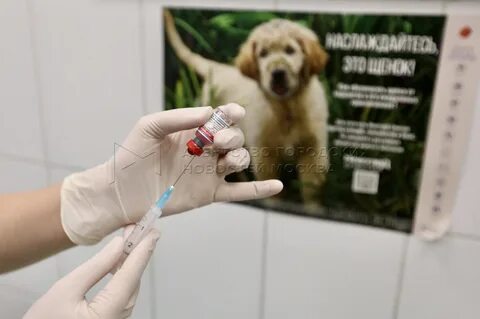 Где сделать прививку от бешенства