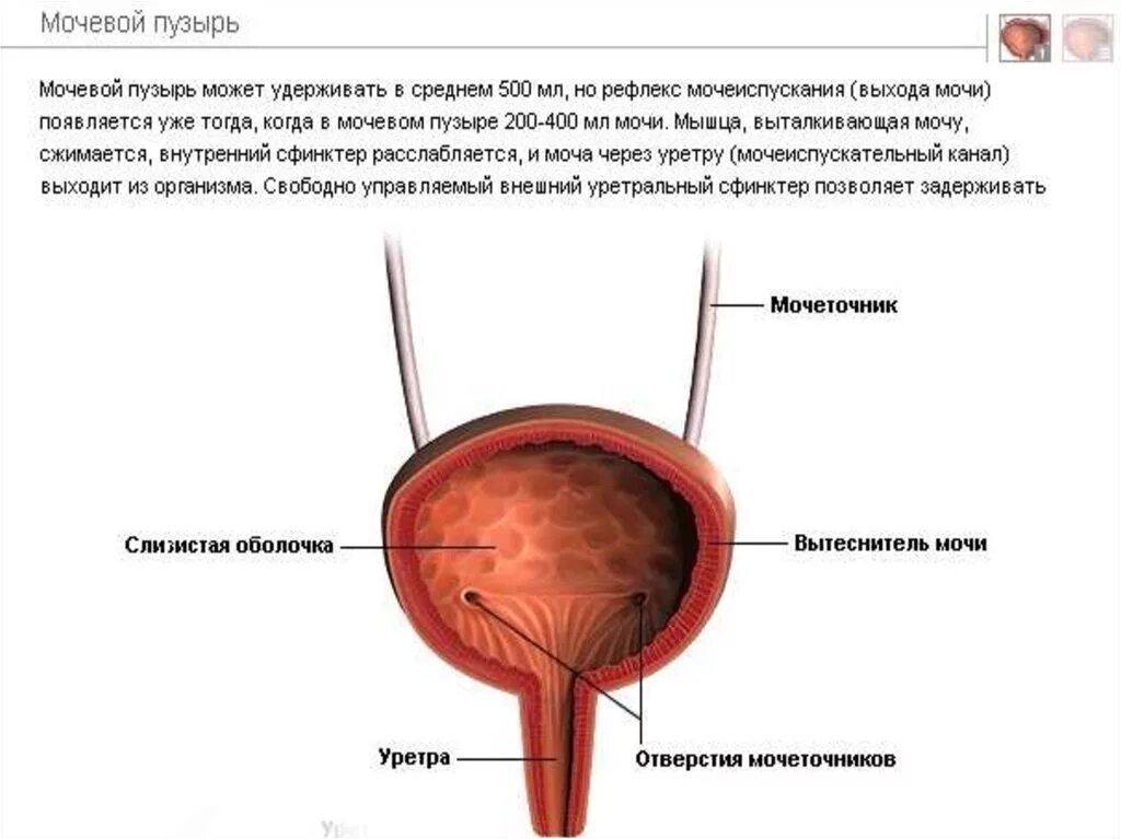 Область мочевого пузыря у мужчин. Анатомическое строение мочевого пузыря. Строение мочевого пузыря шейка. Мочеточниковое отверстие мочевого пузыря. Отверстие мочеточника в мочевом пузыре.