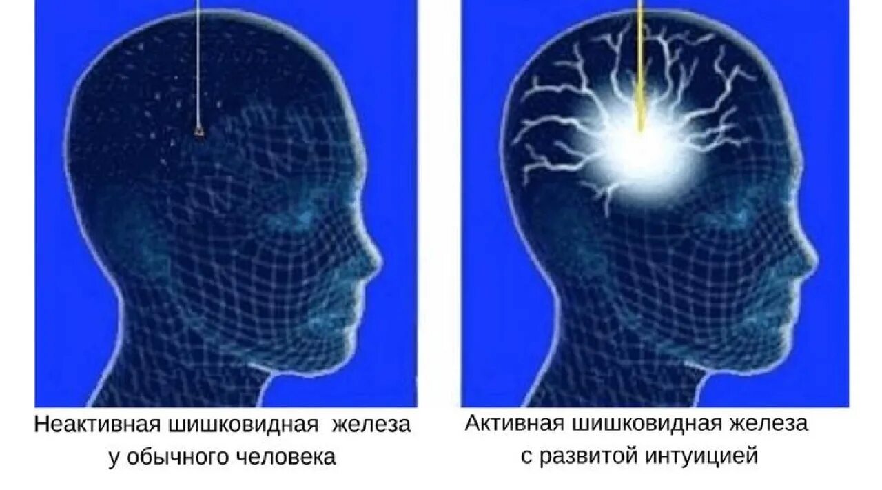 Матрица горяева для головного мозга