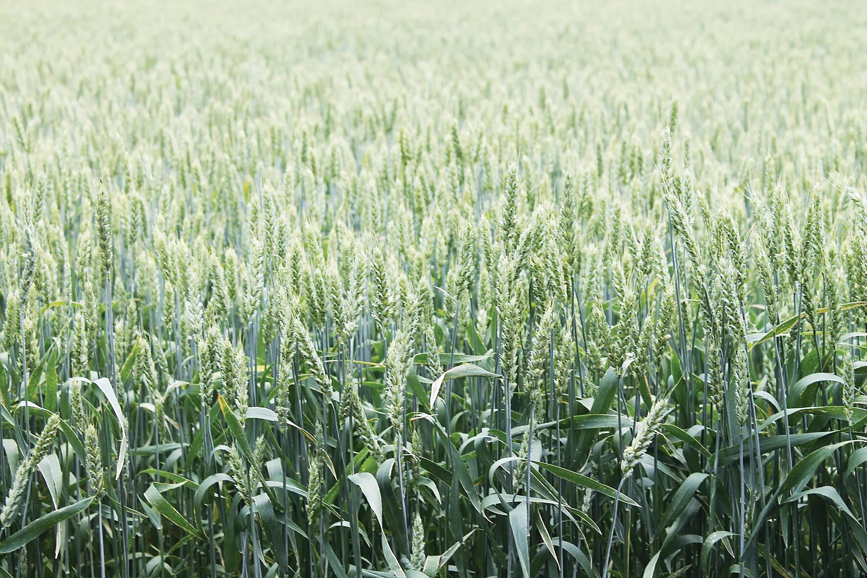 озимь на полях. яровые поздние сорные растения. фазы развития сорных растений. озимыми определение. озимыми определение.