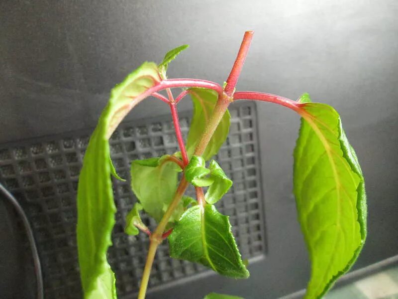 Фуксия в горшке. Фуксия листья. Почему у фуксии скручиваются листья. Фуксия скручиваются листочки. Листья лимона скручиваются вниз.