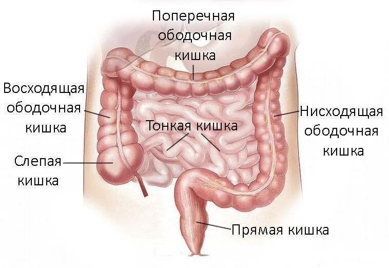 Поперечно ободочная кишка толстая кишка. Ободочная толстая кишка анатомия. Толстая ободочная кишка. Восходящая ободочная кишка анатомия человека. Прямая толстая и тонкая кишка