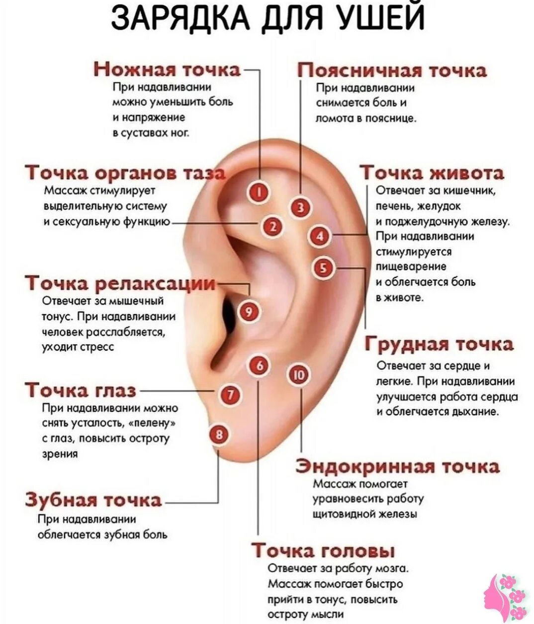 Горит правая мочка. Акупунктурные точки ушной раковины. Точки акупунктуры на ушной раковине. Ушная раковина точки акупунктуры органов. Активные точки на ушной раковине для массажа.