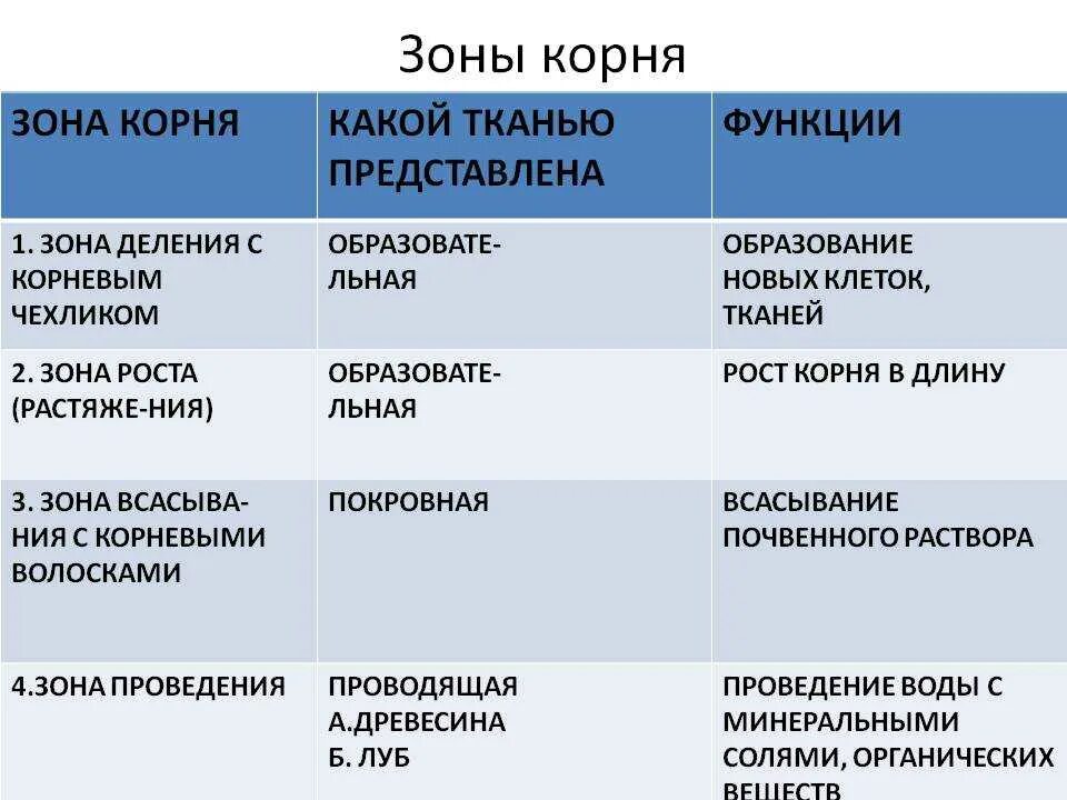 Зона деления корня ответ. Зоны корня и их функции 6 класс биология. Зоны корня особенности строения и функции. Зона проведения корня строение и функции. Особенности строения зоны деления корня.