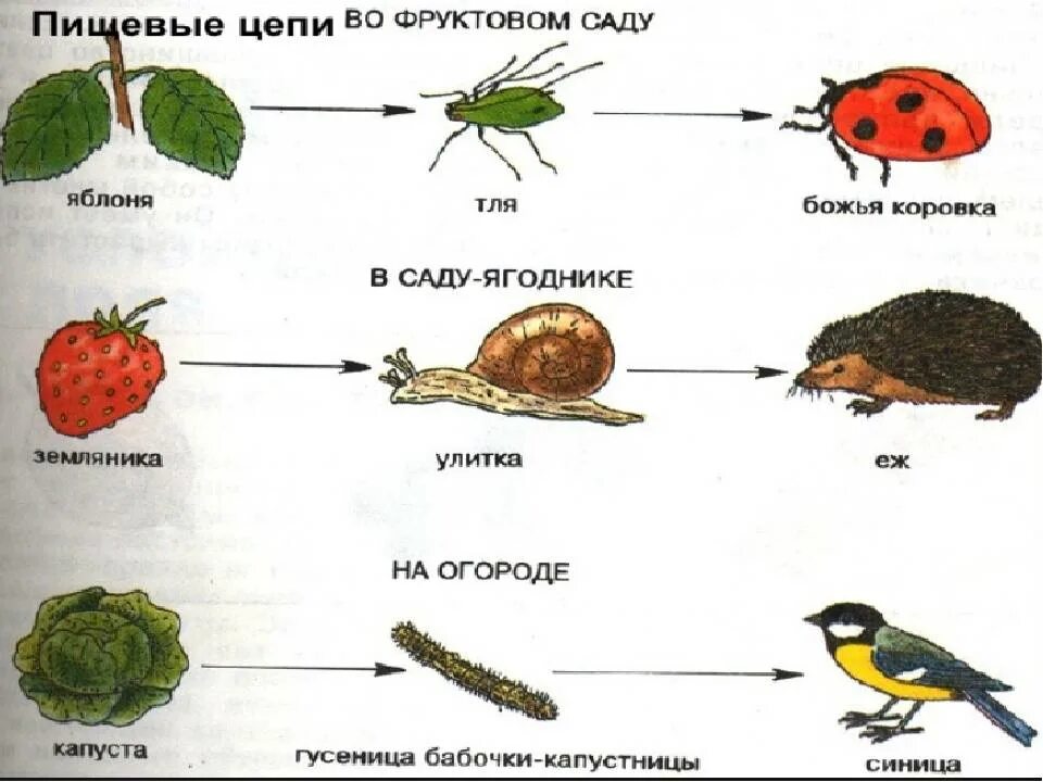 Пищевые цепи в природных сообществах 5 класс