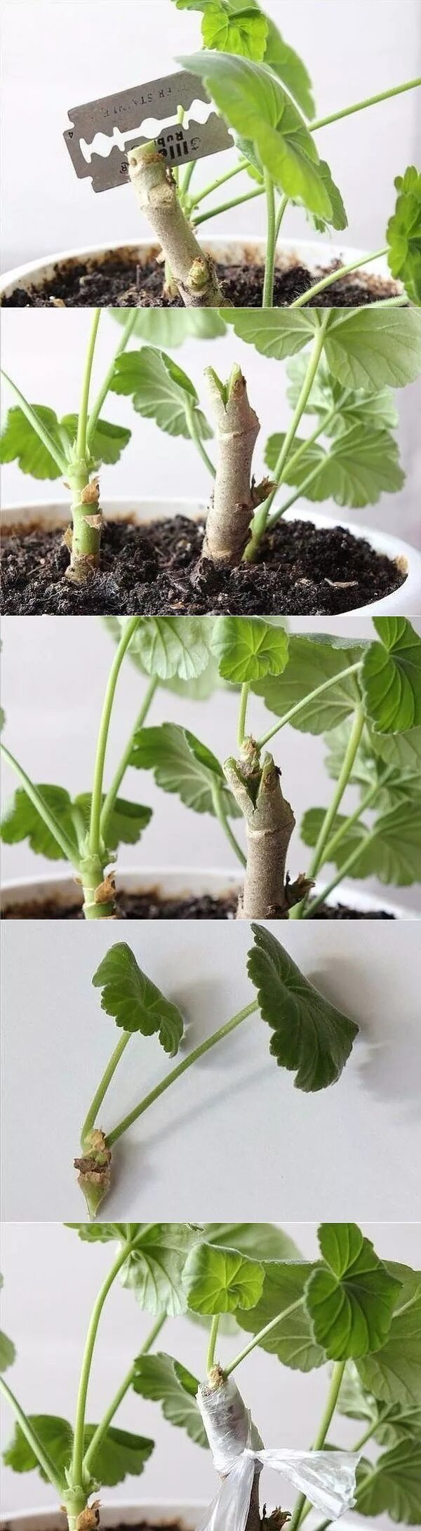 Прививка герани фото и описание. Прививка герани фото и описание. Укорененные черенки пеларгонии. Прививка герани фото и описание. Прививка пеларгонии.