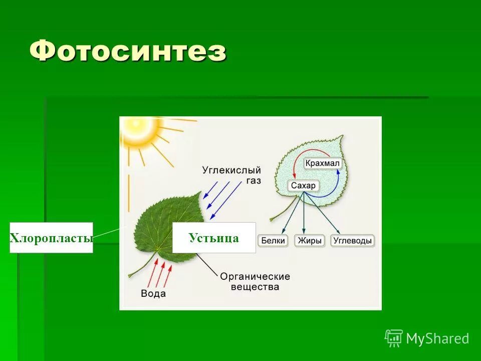 Воздушное питание тест 6 класс