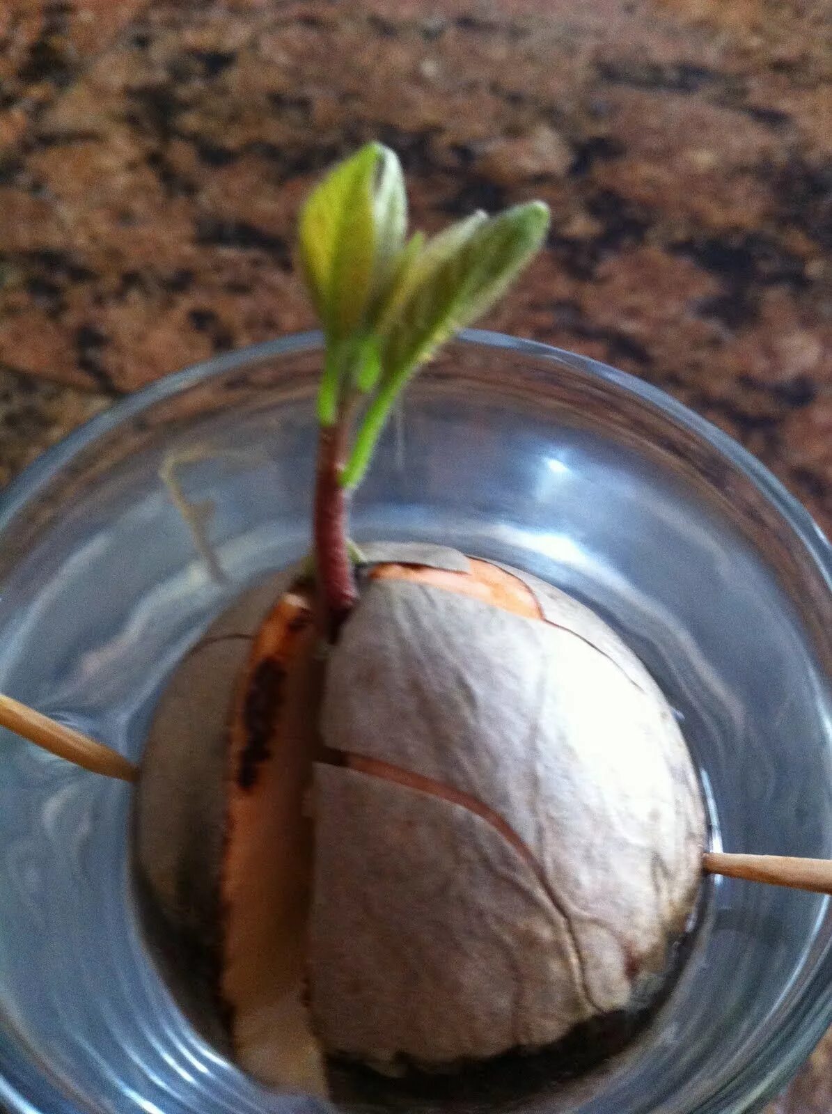 Можно ли посадить сливу. Прорастить косточку авокадо. Авокадо прорастить авокадо. Авокадо посадить косточку. Прорастить авокадо из косточк.