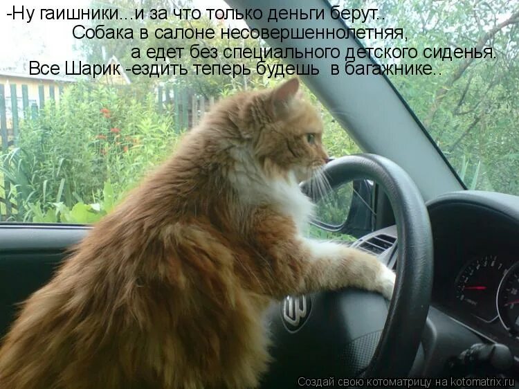 Ездить ну. Рыжий кот за рулем. Водитель с рыжим котом. Кот едет. Котик за рулем.