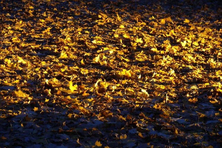 Как выглядит золотая ночь. Фон золотой с черным. Ночным золотом. Ночным золотом. Тихой осенней ночи.