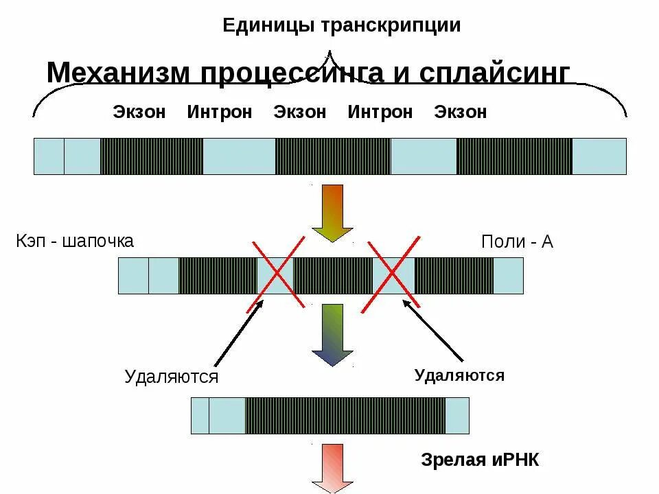 Экзон и Интрон. Транскрипция экзоны и интроны. Экзон Интрон сплайсинг. Транскрипция сплайсинг.