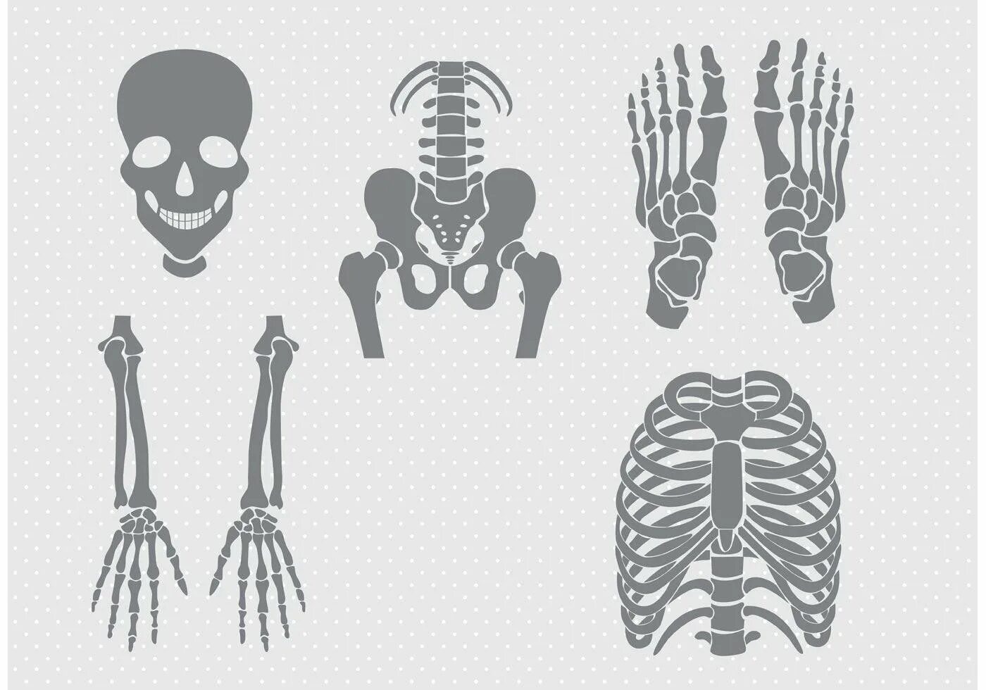 Кости человека. Кости человека вектор. Скелет человека по отдельности. Векторный скелет.