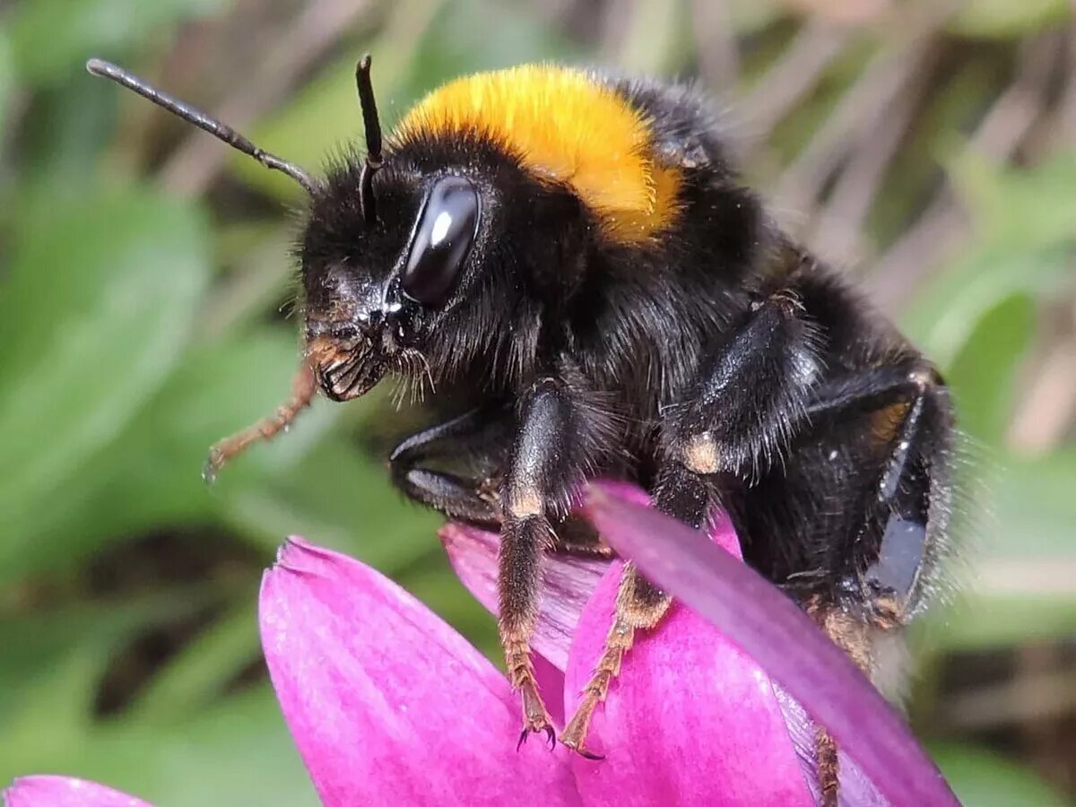 Степной Шмель Bombus fragrans. Bombus Bombus Шмель. Шмель Степной – Bombus fragrans Pallas. Шмель необыкновенный (Bombus paradoxus).