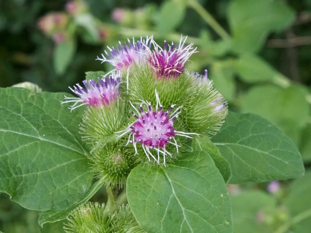 Целебный лопух. Репейник (Burdock). Лопух репейник. Лопух большой Arctium Lappa. Королевский репейник.