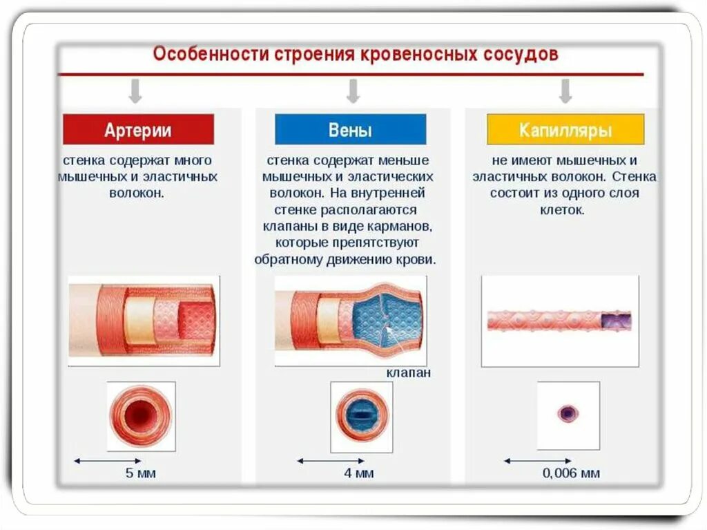 Состоят из 1 слоя клеток. Сосуды артерии вены капилляры. Строение кровеносных сосудов. Эластичные кровеносные сосуды. Сосуды артерии вены капилляры слои.