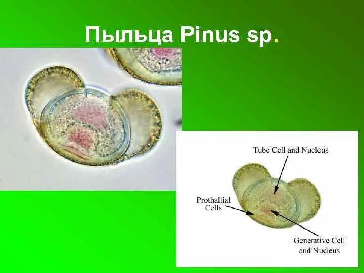 Проросшая пыльца. Строение пыльцы сосны под микроскопом. Строение пыльцевого зерна покрытосеменных. Строение пыльцевого зерна сосны. Строение пыльцевого зерна голосеменных.