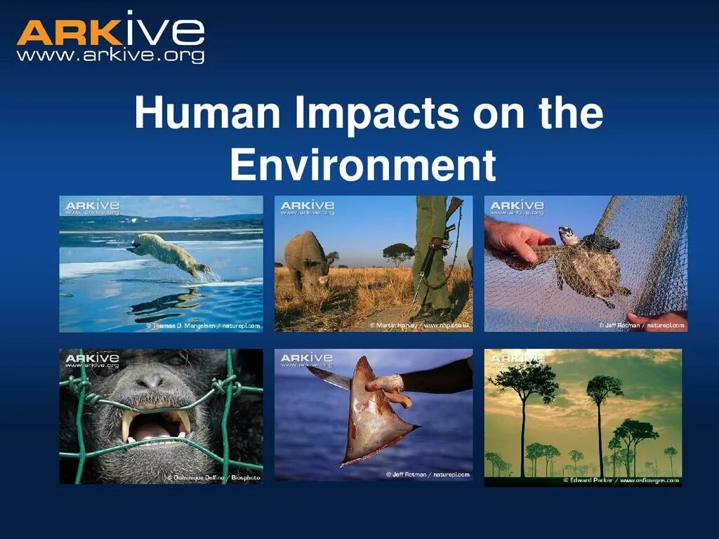 Human Impact on the environment. Human Impacts on the environment pollution. What are the Human Impacts on the environment?. Humans and the environment.