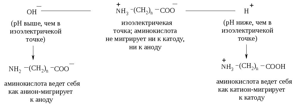 Аминокислоты в щелочной среде. В водных растворах аминокислоты проявляют свойства. Амфотерность белка. Ионогенные аминокислоты. Поведение аминокислот в водном растворе.