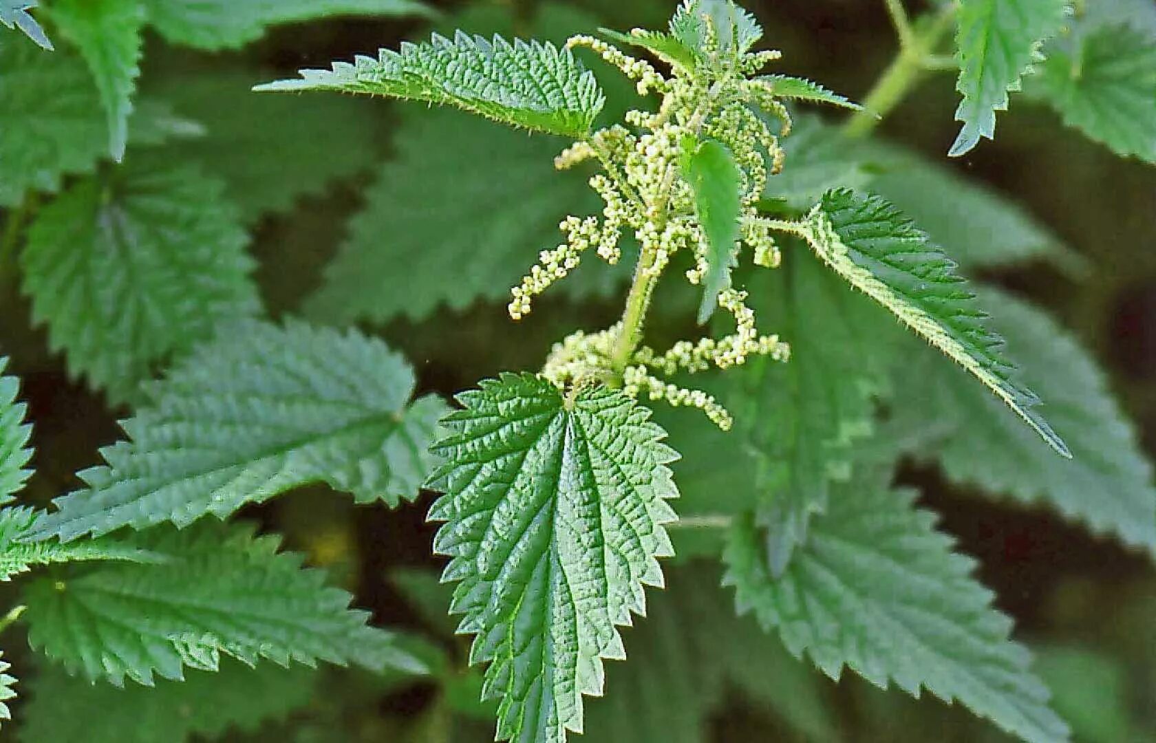 Крапива двудомная свойства. Крапива двудомная (Urtica dioica). Крапива двудомная (Urtica dioica l.). Крапива двудомная (Urtíca dióica). Крапива двудомная Urtíca dióica цветы.