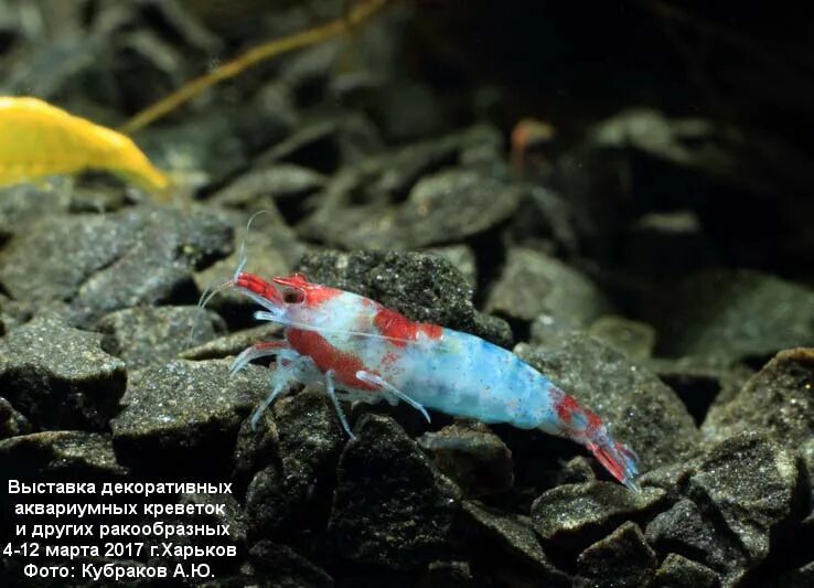 Neocaridina heteropoda. размер аквариумных креветок. размер аквариумных креветок. креветки амано красные. размер аквариумных креветок.