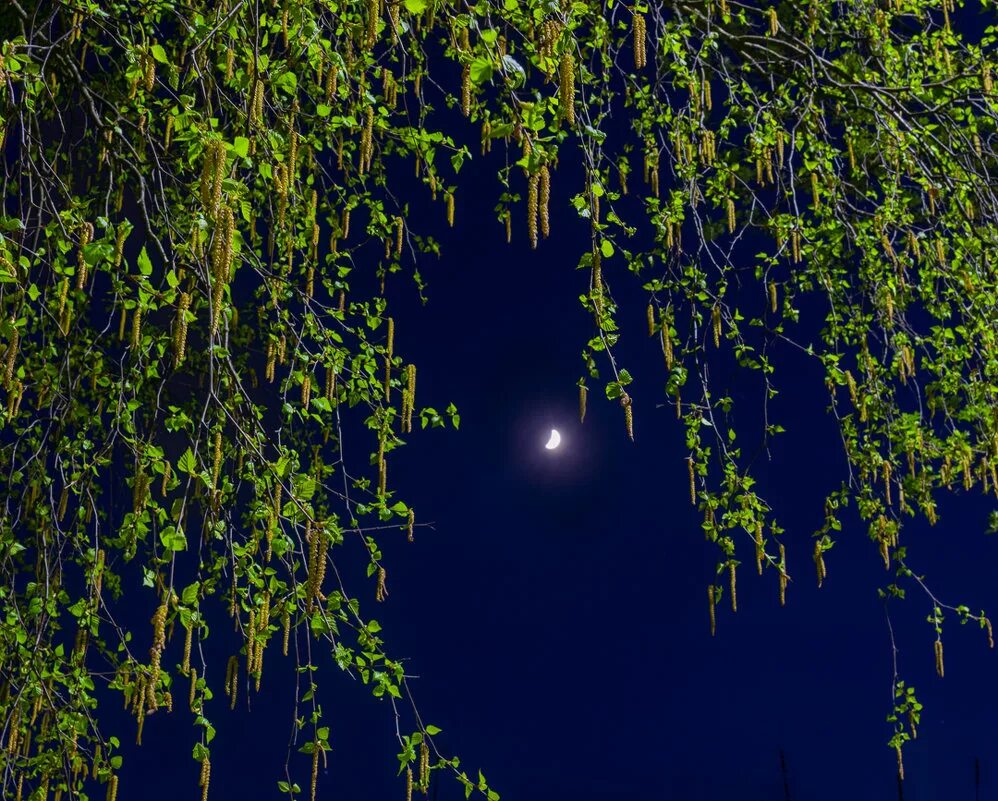 березы небо. березы ночью. береза ночью. березовая роща. осенняя ночь.