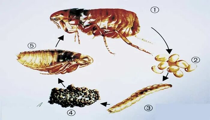 Какой тип метаморфоза характерен для человеческой блохи. Личинки крысиной блохи. Цикл развития блохи. Метаморфоз человеческой блохи. Блохи превращение.