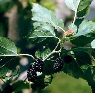 Mulberry перевод