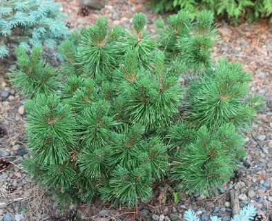 Сосна pinus