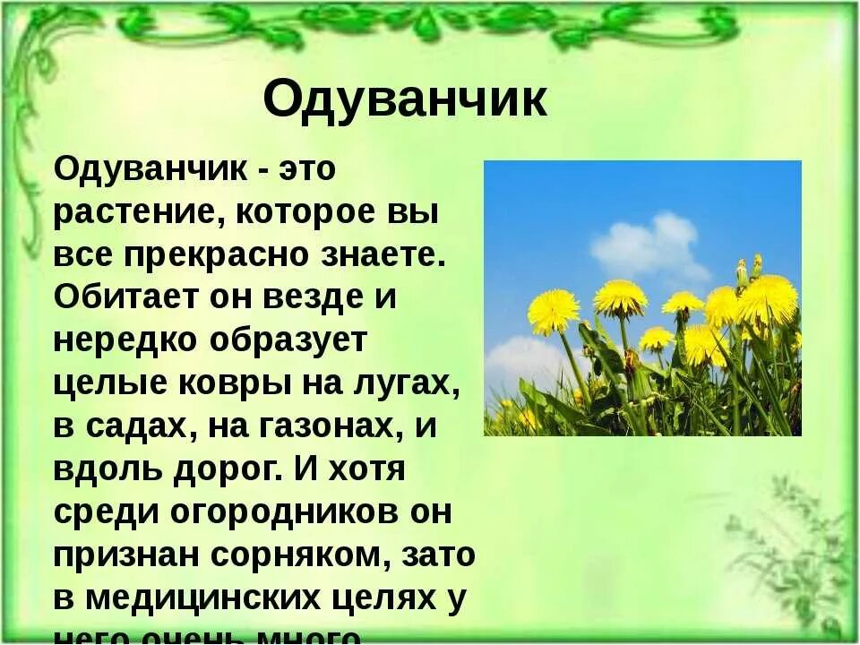 Рассказ описание 2 класс русский. Одуванчик цветок описание. Рассказ про одуванчик. Сообщение о одуванчике. Рассказтпро одувагчик.