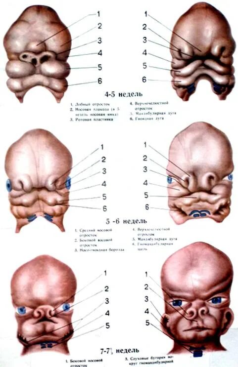 Жаберные дуги эмбриона человека. Этапы развития лица у эмбриона. Формирование лицевого черепа. Развитие лицевого скелета в эмбриогенезе.