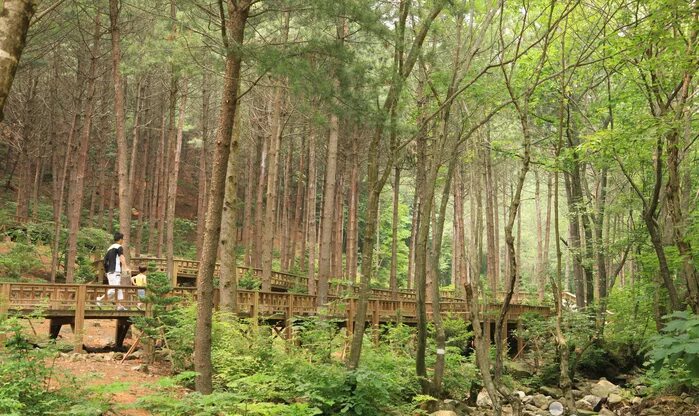 Орегон леса. Использование лесов для рекреационной деятельности. Рекреационная роль леса. Рекреационное использование лесов. Роль деревьев в лесу.