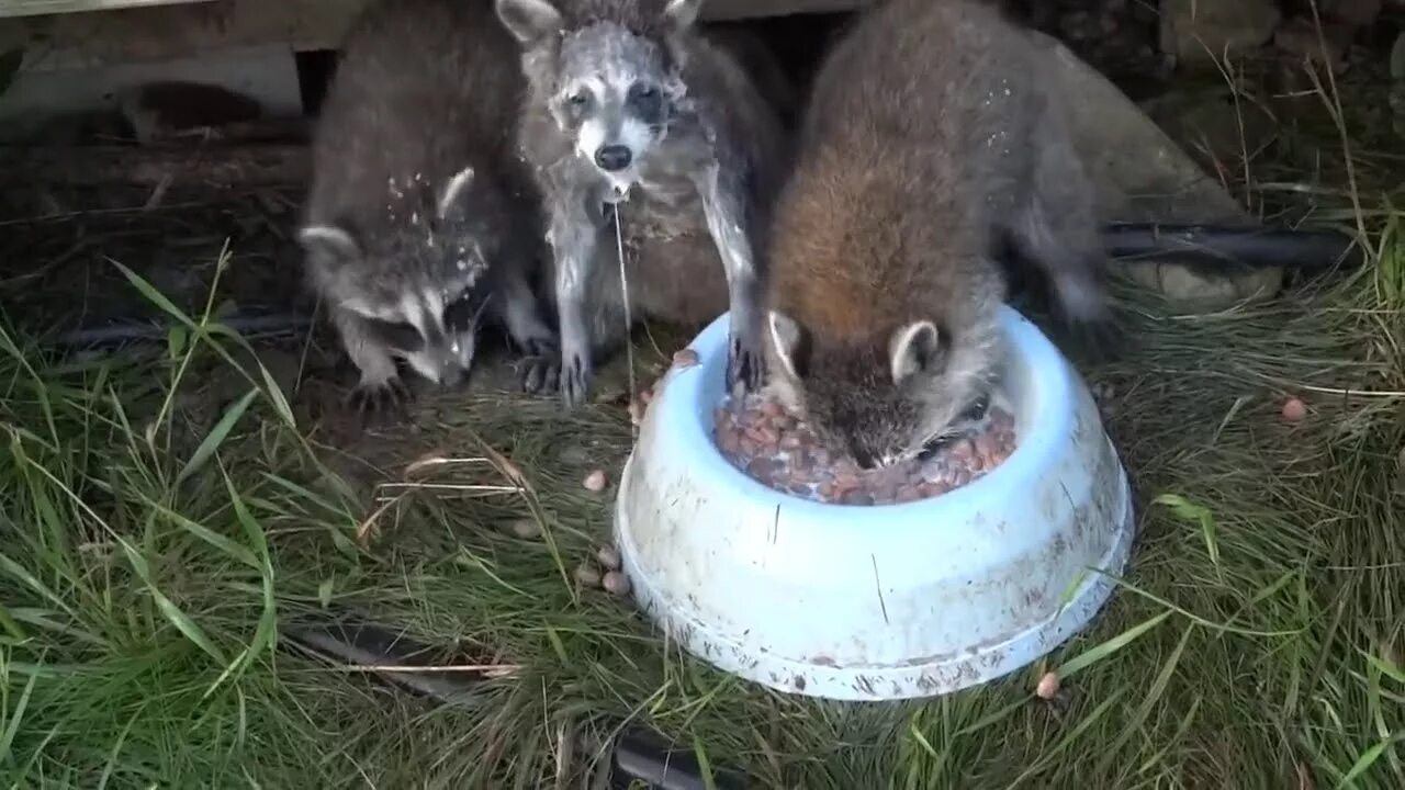 ловит мышей в лесу. кот охотник. мышь черная полевая. сибирская крысоловка кошка. мышь зимой в лесу.