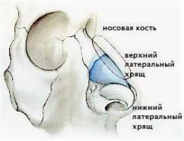 Латеральный хрящ носа. Верхний латеральный хрящ носа. Наружный нос строение. Верхний латеральный хрящ носа. Анатомия наружного носа хрящи носа.