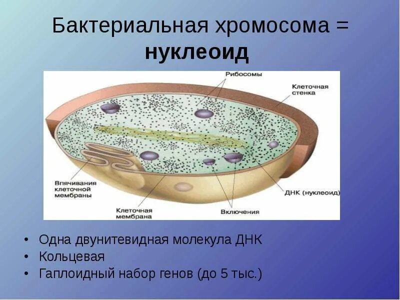 Клетка бактерии имеет днк. Строение хромосомы бактериальной клетки. Строение клетки нуклеоид. Нуклеоид ДНК бактерии. Структура бактериальной клетки нуклеоид.