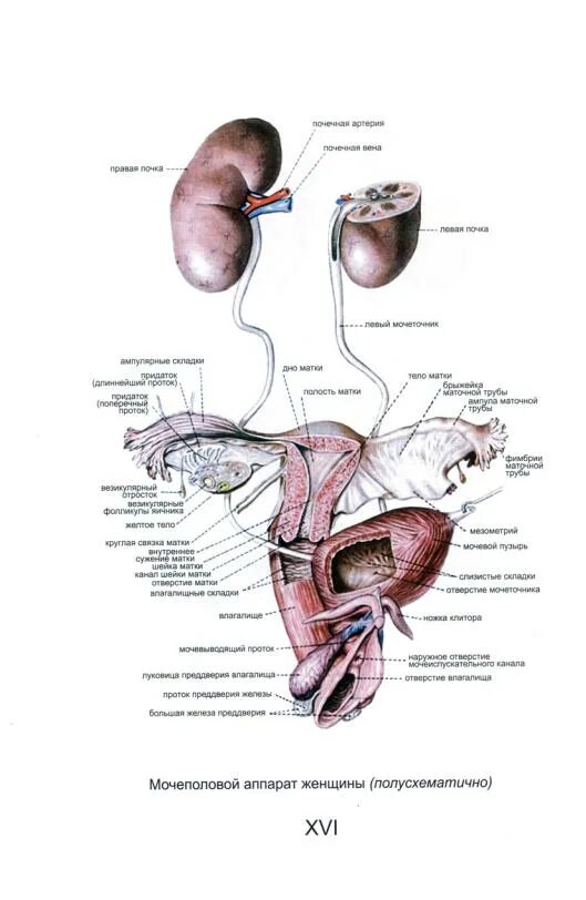 Мочеполовая система у женщин. Строение мочеполового аппарата. Мочевыделительная система женщины анатомия. Мочеполовой аппарат женщины анатомия. Анатомия человека женская Мочеполовая система.
