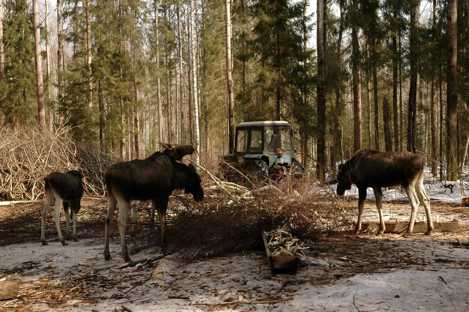 Лосиный лес. Лось. лось в лесу. лосенок в лесу.