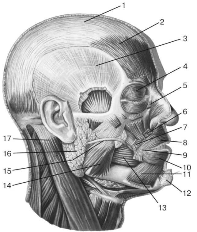 Круговая мышца рта m. orbicularis Oris. Топография мышц головы. M occipitofrontalis Venter frontalis. Head of function