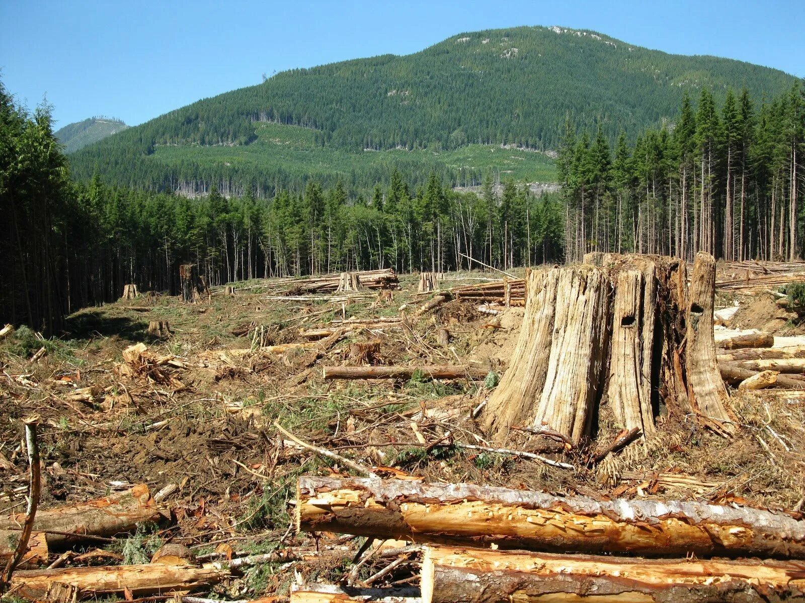 Cut down forest. Обезлесение Мексики. Вырубка лесов. Вырубленный лес. Срубленные деревья.