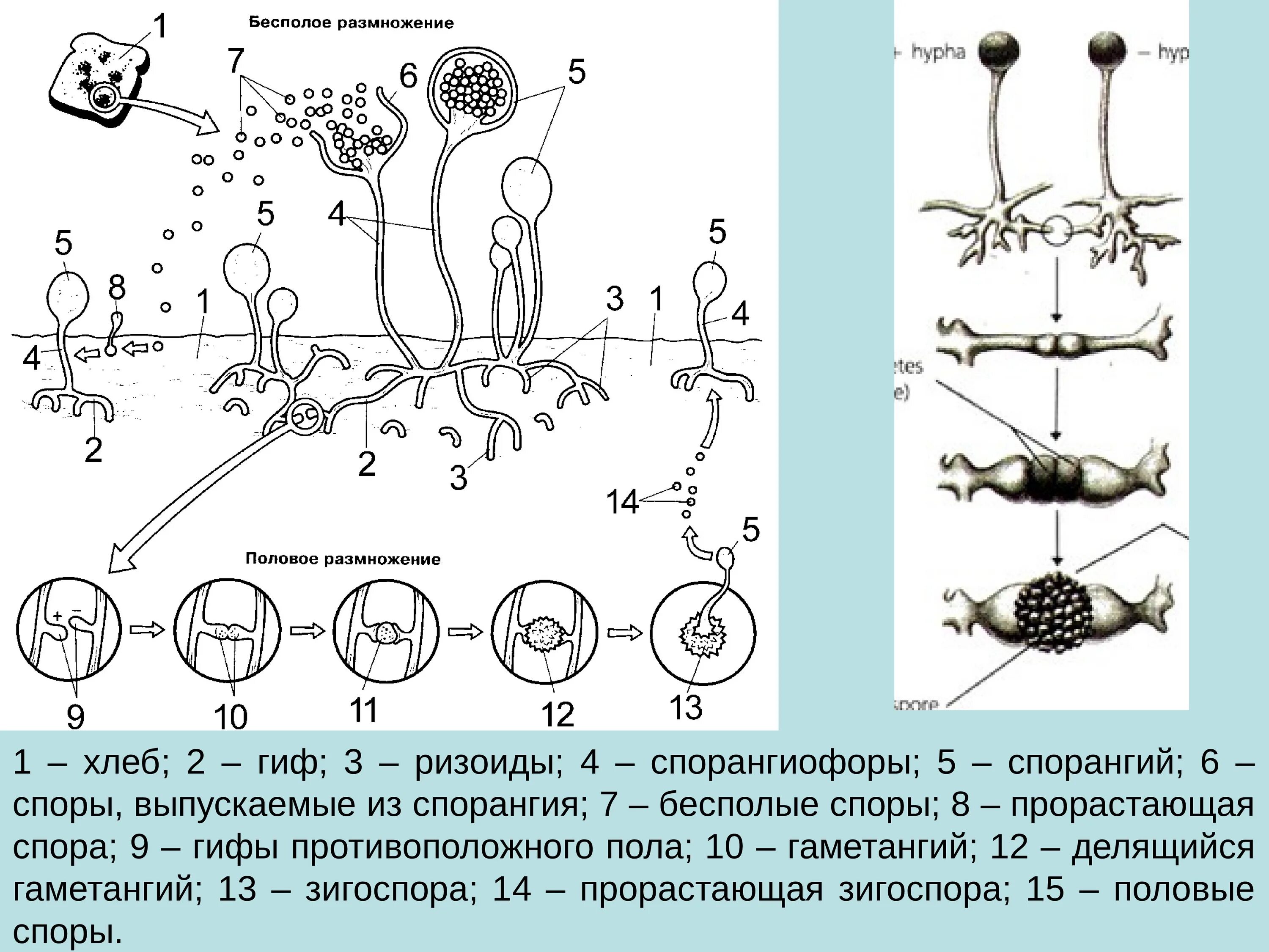 Спорангиофоры микробиология. Бесполое размножение. Размножение грибов. Размножение грибов микробиология.