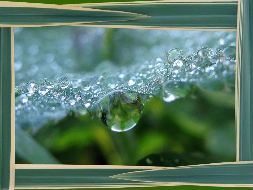 какая бывает роса на траве описание. каккя бывает раса на трове. стихи о росе на траве. какая бывает роса на траве вид произведения. капли макро.