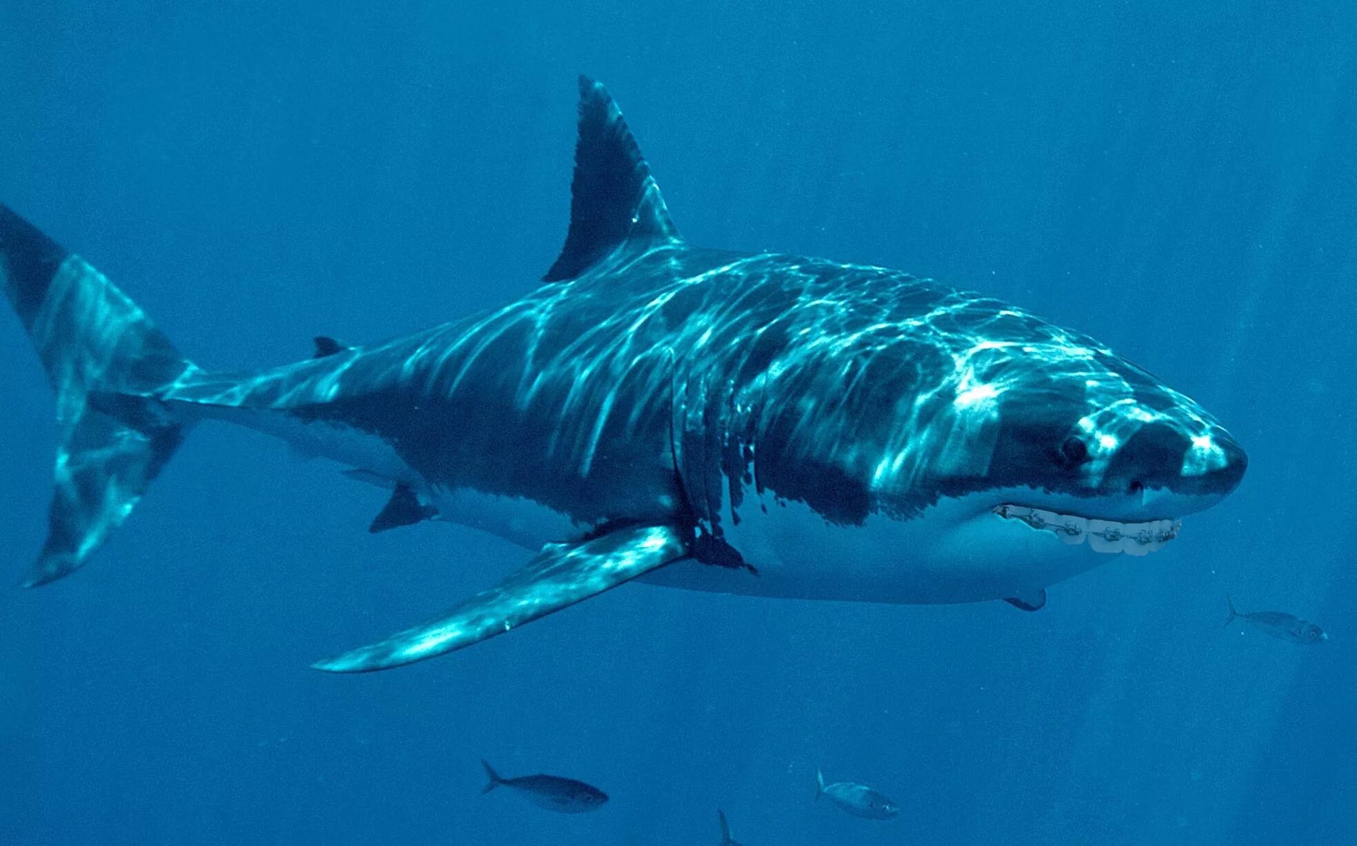 Акула взрослая. Isurus oxyrinchus акула мако. Акула мако скорость. Акула взрослая. Акула взрослая.
