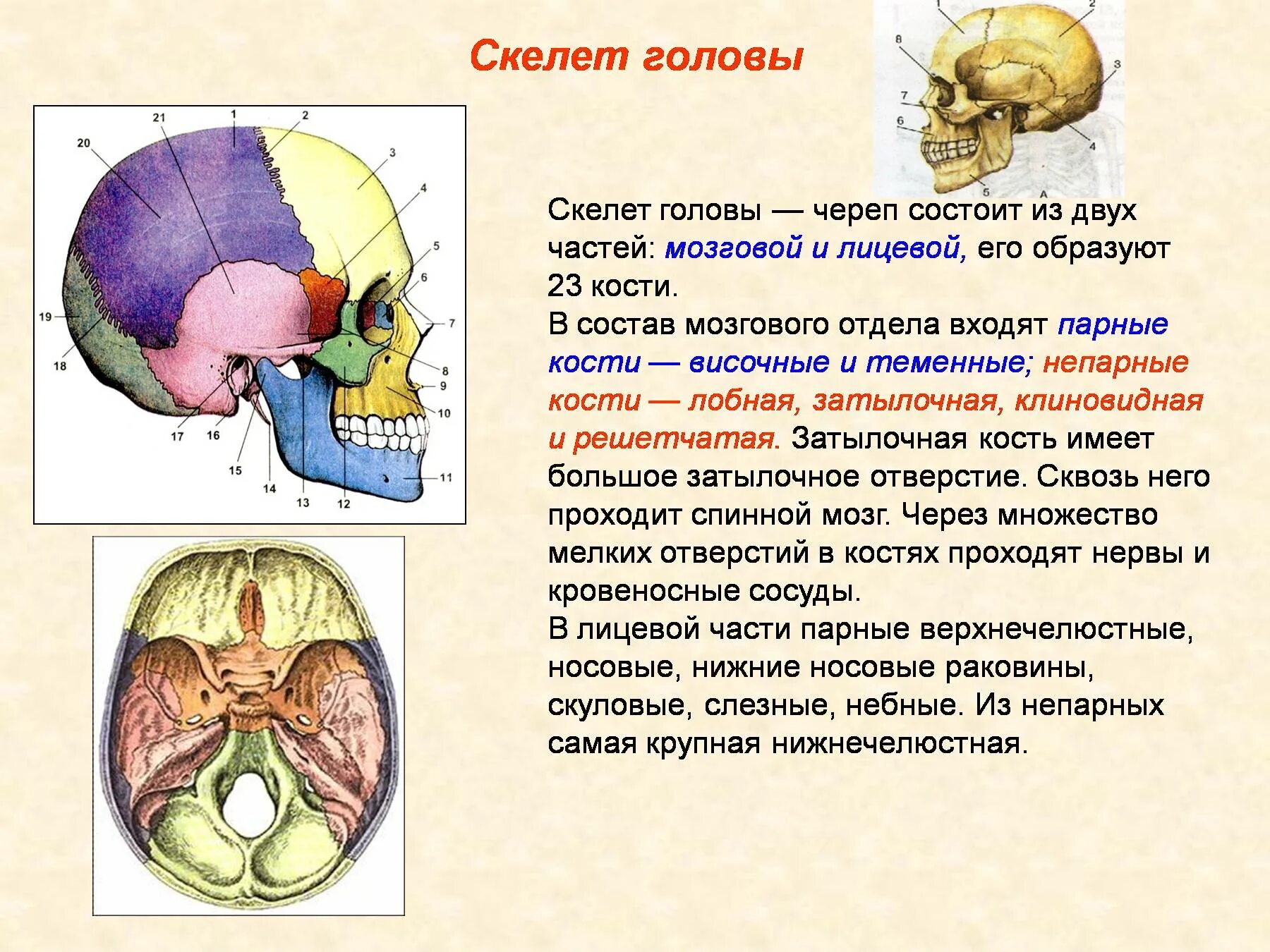 Отделы скелета головы. Скелет головы. Кости мозгового и лицевого черепа.