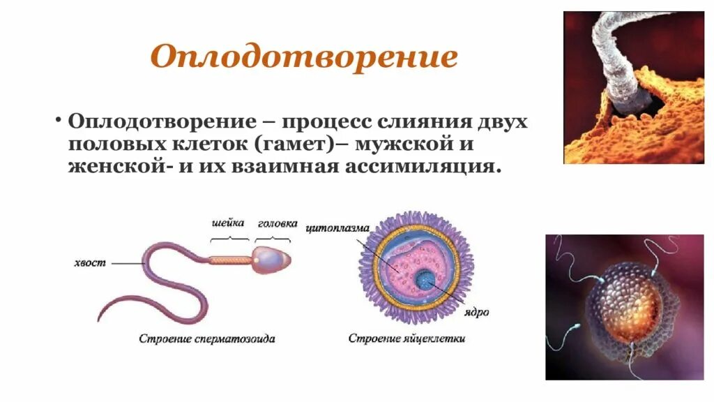 Процесс за которым следует оплодотворение