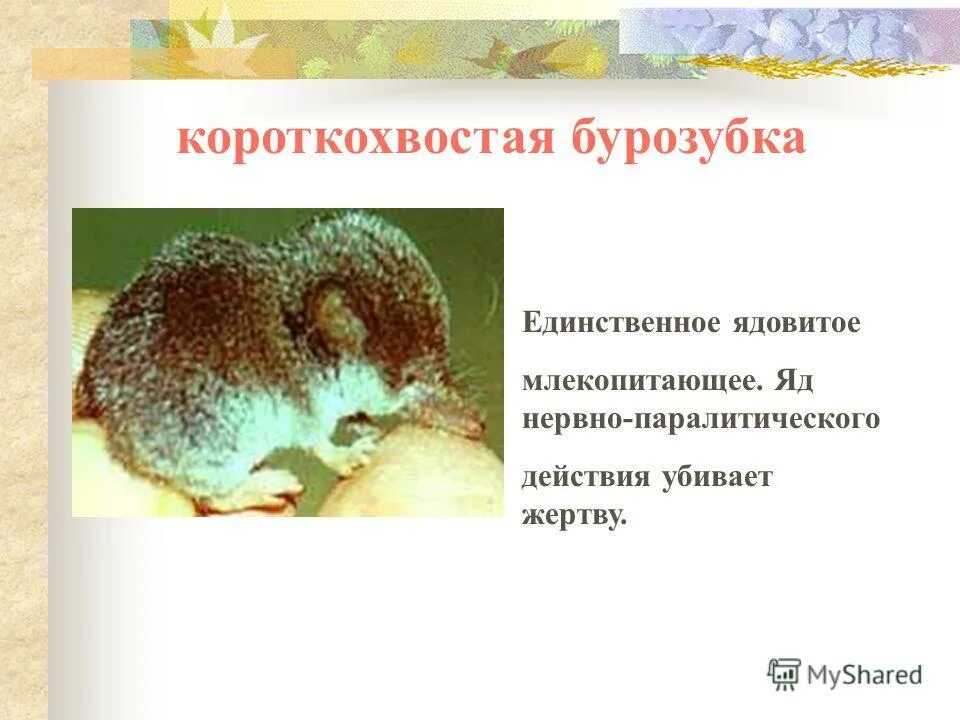 сумчатый утконос. Ornithorhynchus anatinus. единственное ядовитое млекопитающее в мире. отряд однопроходные утконос. самые ядовитые млекопитающие.